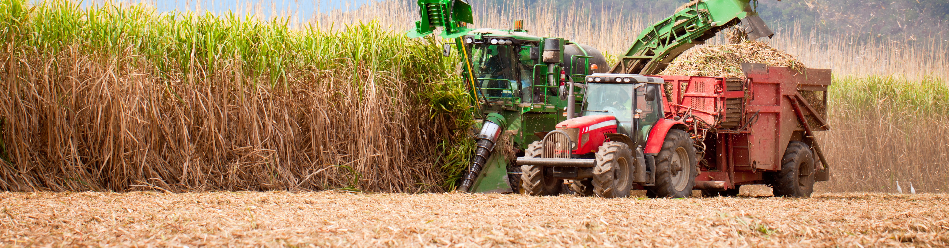 Equipment harvesting sugarcane in the field.